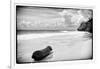 ¡Viva Mexico! B&W Collection - Tree Trunk on a Caribbean Beach-Philippe Hugonnard-Framed Photographic Print