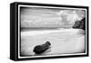 ¡Viva Mexico! B&W Collection - Tree Trunk on a Caribbean Beach-Philippe Hugonnard-Framed Stretched Canvas