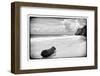 ¡Viva Mexico! B&W Collection - Tree Trunk on a Caribbean Beach-Philippe Hugonnard-Framed Photographic Print