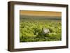 ¡Viva Mexico! Collection - Ancient Maya City within the jungle at Sunset - Calakmul-Philippe Hugonnard-Framed Photographic Print