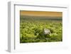 ¡Viva Mexico! Collection - Ancient Maya City within the jungle at Sunset - Calakmul-Philippe Hugonnard-Framed Photographic Print