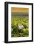 ¡Viva Mexico! Collection - Ancient Maya City within the jungle at Sunset II - Calakmul-Philippe Hugonnard-Framed Photographic Print