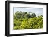 ¡Viva Mexico! Collection - Ancient Maya City within the jungle - Calakmul-Philippe Hugonnard-Framed Photographic Print