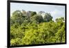 ¡Viva Mexico! Collection - Ancient Maya City within the jungle - Calakmul-Philippe Hugonnard-Framed Photographic Print