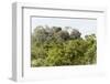 ¡Viva Mexico! Collection - Ancient Maya City within the jungle II - Calakmul-Philippe Hugonnard-Framed Photographic Print