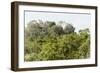 ¡Viva Mexico! Collection - Ancient Maya City within the jungle II - Calakmul-Philippe Hugonnard-Framed Photographic Print