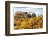 ¡Viva Mexico! Collection - Ancient Maya City within the jungle in autumn - Calakmul-Philippe Hugonnard-Framed Photographic Print