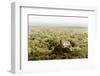 ¡Viva Mexico! Collection - Ancient Maya City within the jungle V - Calakmul-Philippe Hugonnard-Framed Photographic Print