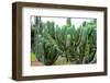 ¡Viva Mexico! Collection - Cactus Details II-Philippe Hugonnard-Framed Photographic Print