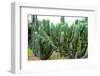 ¡Viva Mexico! Collection - Cactus Details II-Philippe Hugonnard-Framed Photographic Print