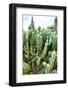 ¡Viva Mexico! Collection - Cactus Details III-Philippe Hugonnard-Framed Photographic Print