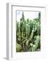 ¡Viva Mexico! Collection - Cactus Details III-Philippe Hugonnard-Framed Photographic Print