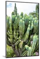 ¡Viva Mexico! Collection - Cactus Details III-Philippe Hugonnard-Mounted Photographic Print