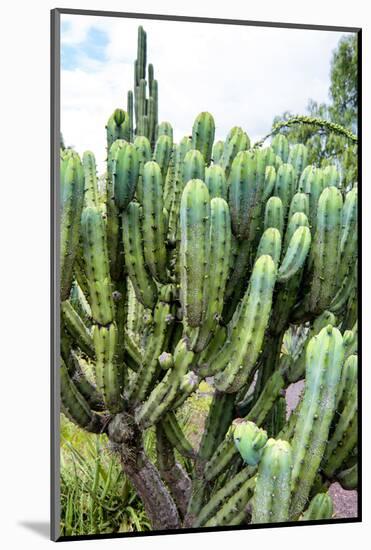 ¡Viva Mexico! Collection - Cactus Details III-Philippe Hugonnard-Mounted Photographic Print