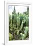 ¡Viva Mexico! Collection - Cactus Details III-Philippe Hugonnard-Framed Photographic Print