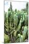 ¡Viva Mexico! Collection - Cactus Details III-Philippe Hugonnard-Mounted Photographic Print