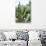 ¡Viva Mexico! Collection - Cactus Details III-Philippe Hugonnard-Photographic Print displayed on a wall