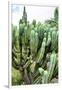 ¡Viva Mexico! Collection - Cactus Details III-Philippe Hugonnard-Framed Photographic Print