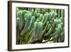 ?Viva Mexico! Collection - Cactus Details-Philippe Hugonnard-Framed Photographic Print