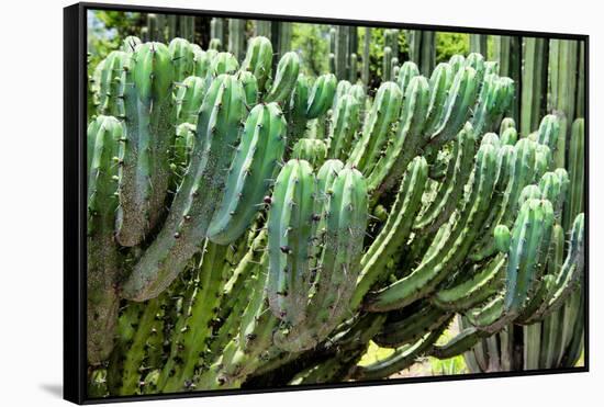 ?Viva Mexico! Collection - Cactus Details-Philippe Hugonnard-Framed Stretched Canvas