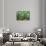 ?Viva Mexico! Collection - Cactus Details-Philippe Hugonnard-Stretched Canvas displayed on a wall