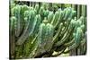 ?Viva Mexico! Collection - Cactus Details-Philippe Hugonnard-Stretched Canvas