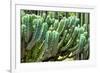 ?Viva Mexico! Collection - Cactus Details-Philippe Hugonnard-Framed Photographic Print