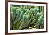 ?Viva Mexico! Collection - Cactus Details-Philippe Hugonnard-Framed Photographic Print