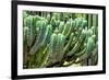 ?Viva Mexico! Collection - Cactus Details-Philippe Hugonnard-Framed Photographic Print