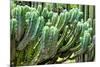 ?Viva Mexico! Collection - Cactus Details-Philippe Hugonnard-Mounted Photographic Print