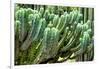 ?Viva Mexico! Collection - Cactus Details-Philippe Hugonnard-Framed Photographic Print