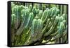 ?Viva Mexico! Collection - Cactus Details-Philippe Hugonnard-Framed Stretched Canvas