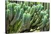 ?Viva Mexico! Collection - Cactus Details-Philippe Hugonnard-Stretched Canvas