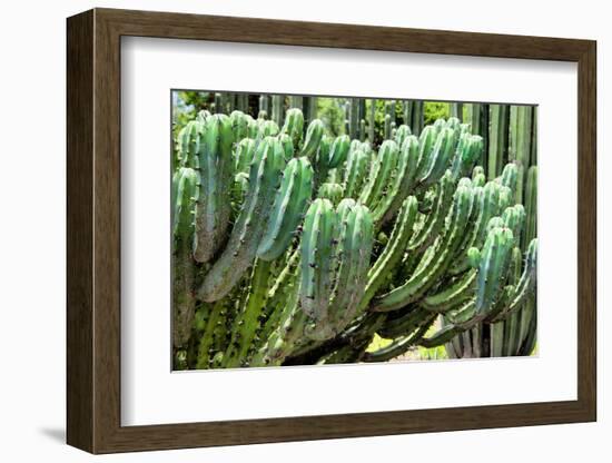 ?Viva Mexico! Collection - Cactus Details-Philippe Hugonnard-Framed Photographic Print