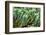 ?Viva Mexico! Collection - Cactus Details-Philippe Hugonnard-Framed Photographic Print