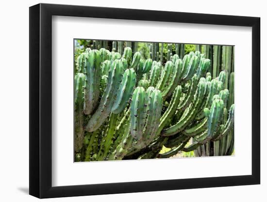 ?Viva Mexico! Collection - Cactus Details-Philippe Hugonnard-Framed Photographic Print