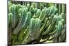 ?Viva Mexico! Collection - Cactus Details-Philippe Hugonnard-Mounted Photographic Print