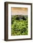 ¡Viva Mexico! Collection - Calakmul in the Mexican Jungle at Sunset II-Philippe Hugonnard-Framed Photographic Print