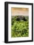 ¡Viva Mexico! Collection - Calakmul in the Mexican Jungle at Sunset II-Philippe Hugonnard-Framed Photographic Print