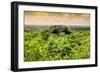 ¡Viva Mexico! Collection - Calakmul in the Mexican Jungle at Sunset-Philippe Hugonnard-Framed Photographic Print