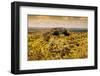 ¡Viva Mexico! Collection - Calakmul in the Mexican Jungle with Fall Colors-Philippe Hugonnard-Framed Photographic Print