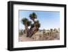 ¡Viva Mexico! Collection - Cantona Archaeological Ruins II-Philippe Hugonnard-Framed Photographic Print