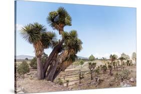 ¡Viva Mexico! Collection - Cantona Archaeological Ruins II-Philippe Hugonnard-Stretched Canvas