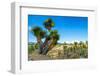 ¡Viva Mexico! Collection - Cantona Archaeological Ruins-Philippe Hugonnard-Framed Photographic Print