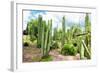 ¡Viva Mexico! Collection - Cardon Cactus III-Philippe Hugonnard-Framed Photographic Print