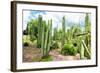 ¡Viva Mexico! Collection - Cardon Cactus III-Philippe Hugonnard-Framed Photographic Print