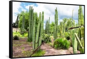 ¡Viva Mexico! Collection - Cardon Cactus III-Philippe Hugonnard-Framed Stretched Canvas