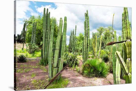 ¡Viva Mexico! Collection - Cardon Cactus III-Philippe Hugonnard-Stretched Canvas