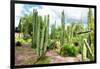 ¡Viva Mexico! Collection - Cardon Cactus III-Philippe Hugonnard-Framed Photographic Print