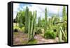 ¡Viva Mexico! Collection - Cardon Cactus III-Philippe Hugonnard-Framed Stretched Canvas